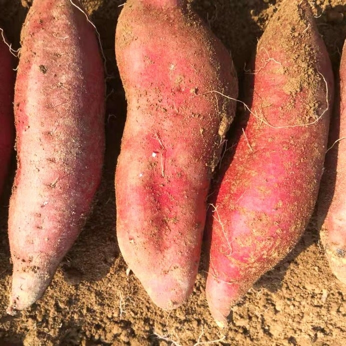 如何挑選種薯？